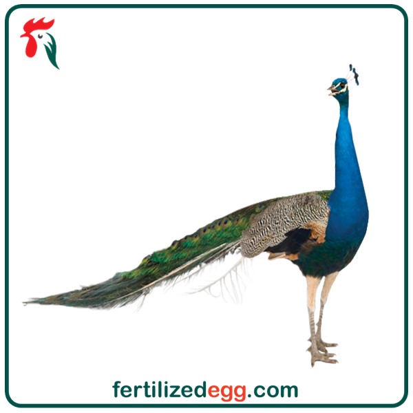 تخم نطفه دار طاووس هندی 